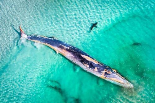 Чудеса природы Австралии на фото конкурса Nature Photographer of the Year 2019