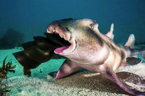 Чудеса природы Австралии на фото конкурса Nature Photographer of the Year 2019