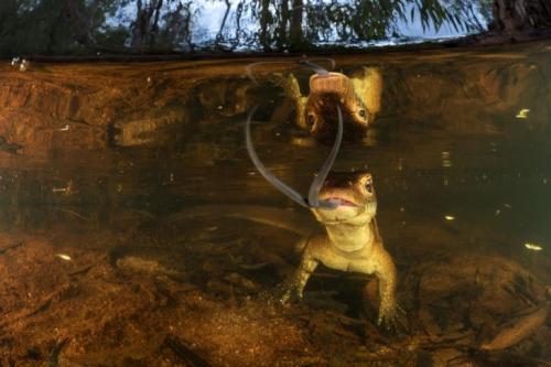Чудеса природы Австралии на фото конкурса Nature Photographer of the Year 2019