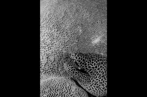 Чудеса природы Австралии на фото конкурса Nature Photographer of the Year 2019