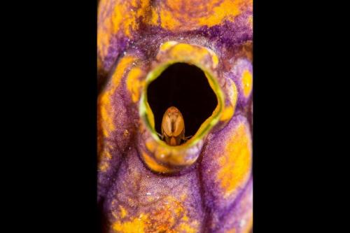 Чудеса природы Австралии на фото конкурса Nature Photographer of the Year 2019