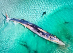 Чудеса природы Австралии на фото конкурса Nature Photographer of the Year 2019