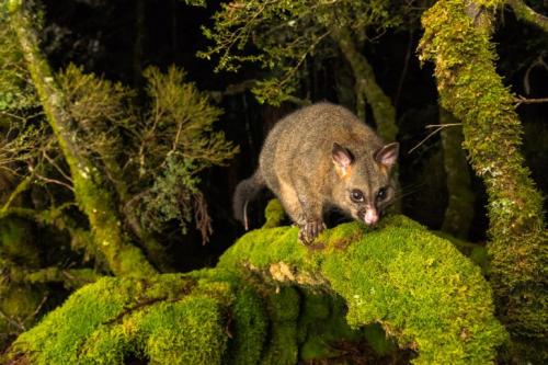 Чудеса природы Австралии на фото конкурса Nature Photographer of the Year 2019