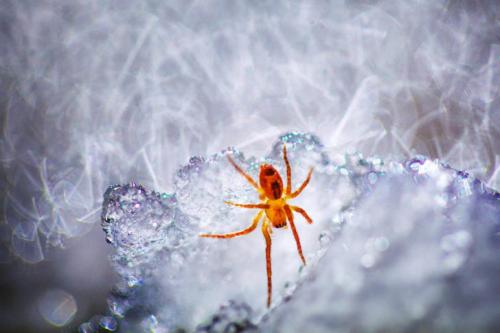 Чудеса природы Австралии на фото конкурса Nature Photographer of the Year 2019