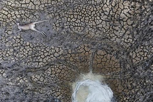 Чудеса природы Австралии на фото конкурса Nature Photographer of the Year 2019