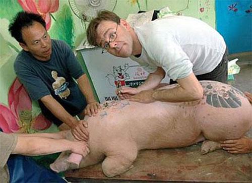 Бельгийский художник татуировал свиней