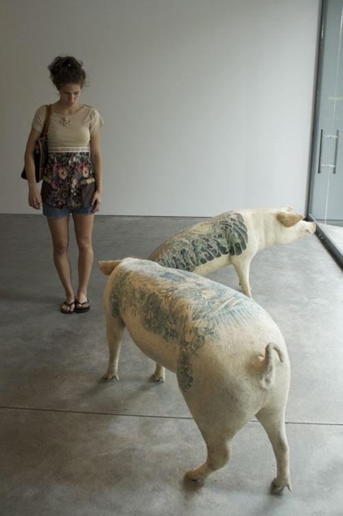 Бельгийский художник татуировал свиней