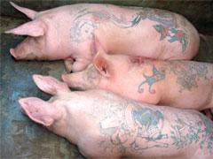 Бельгийский художник татуировал свиней