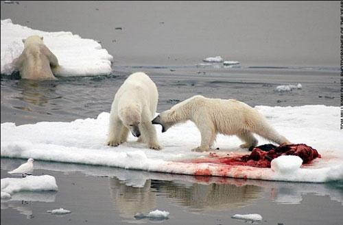 В Лондоне объявлены лучшие фотографы дикой природы