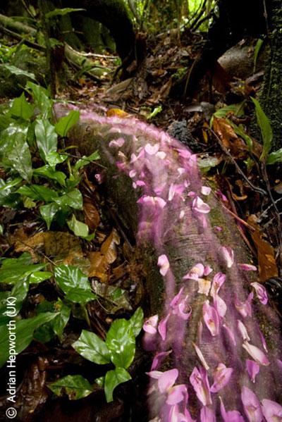 В Лондоне объявлены лучшие фотографы дикой природы