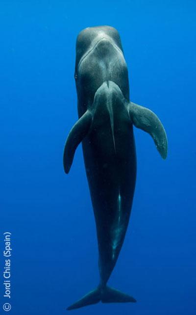 В Лондоне объявлены лучшие фотографы дикой природы