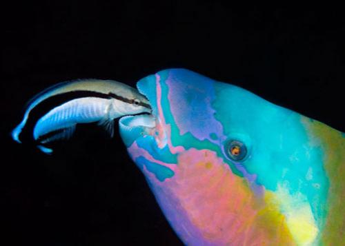 В Лондоне объявлены лучшие фотографы дикой природы