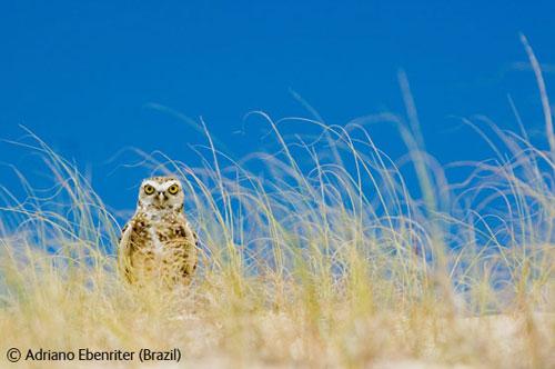 В Лондоне объявлены лучшие фотографы дикой природы
