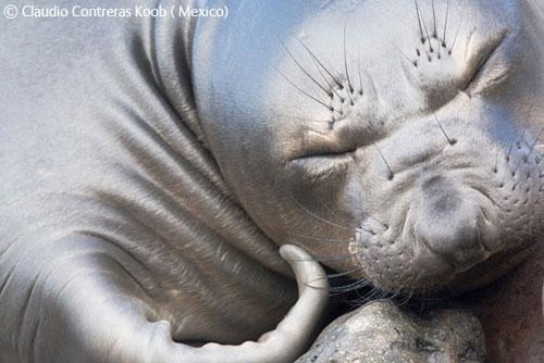 В Лондоне объявлены лучшие фотографы дикой природы
