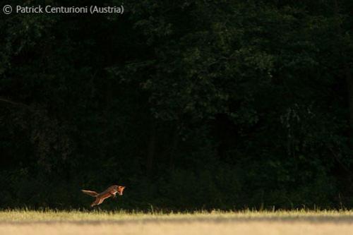 В Лондоне объявлены лучшие фотографы дикой природы