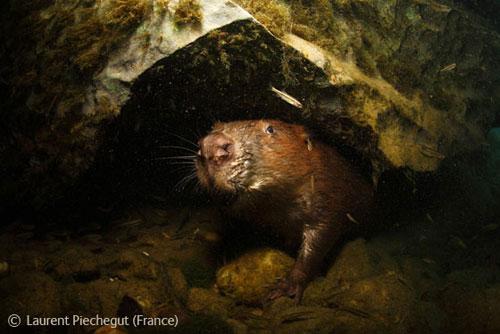 В Лондоне объявлены лучшие фотографы дикой природы