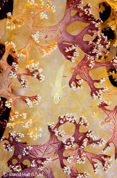 В Лондоне объявлены лучшие фотографы дикой природы