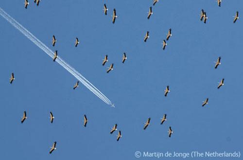 В Лондоне объявлены лучшие фотографы дикой природы