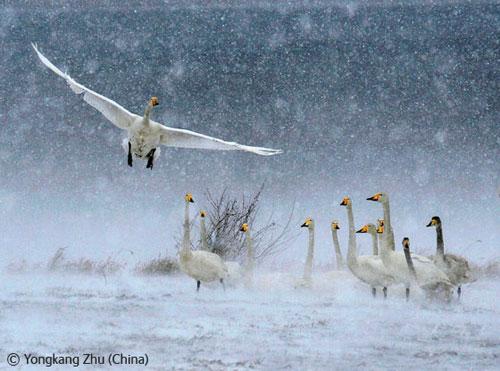 В Лондоне объявлены лучшие фотографы дикой природы