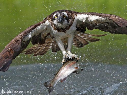 В Лондоне объявлены лучшие фотографы дикой природы