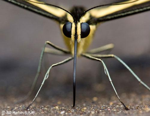 В Лондоне объявлены лучшие фотографы дикой природы