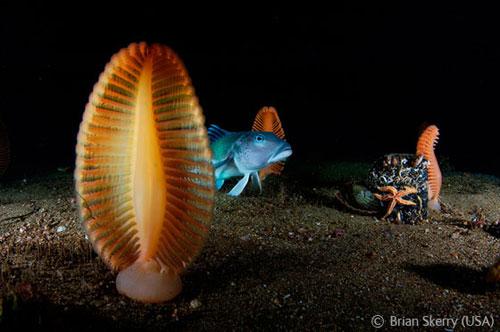 В Лондоне объявлены лучшие фотографы дикой природы