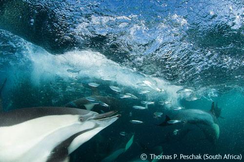 В Лондоне объявлены лучшие фотографы дикой природы