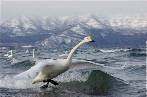 В Лондоне объявлены лучшие фотографы дикой природы