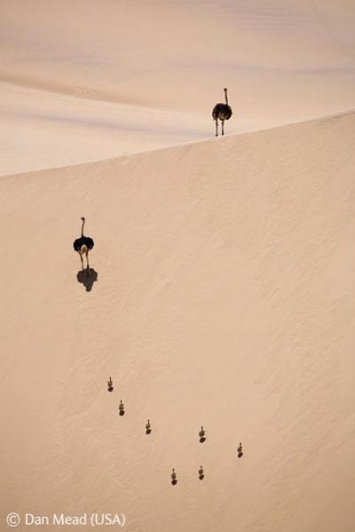 В Лондоне объявлены лучшие фотографы дикой природы