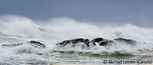 В Лондоне объявлены лучшие фотографы дикой природы