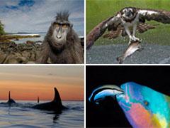 В Лондоне объявлены лучшие фотографы дикой природы