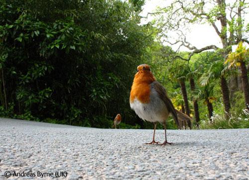 В Лондоне объявлены лучшие фотографы дикой природы