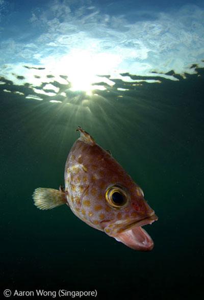 В Лондоне объявлены лучшие фотографы дикой природы