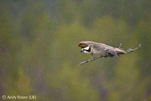 В Лондоне объявлены лучшие фотографы дикой природы