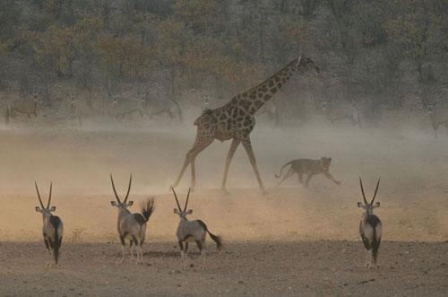 В Лондоне объявлены лучшие фотографы дикой природы