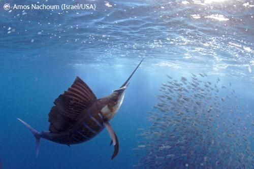 В Лондоне объявлены лучшие фотографы дикой природы