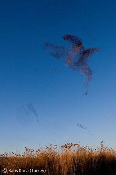 В Лондоне объявлены лучшие фотографы дикой природы