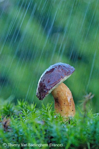 В Лондоне объявлены лучшие фотографы дикой природы