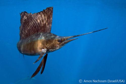 В Лондоне объявлены лучшие фотографы дикой природы