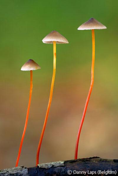 В Лондоне объявлены лучшие фотографы дикой природы