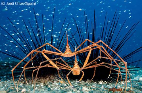 В Лондоне объявлены лучшие фотографы дикой природы