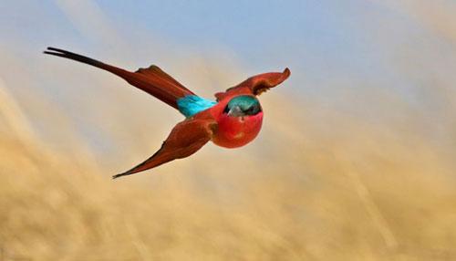 В Лондоне объявлены лучшие фотографы дикой природы