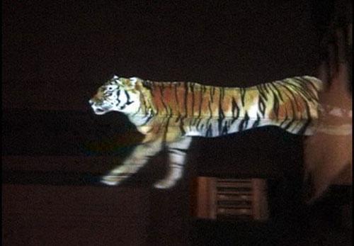 Тигр-проекция спровождает машины