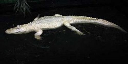 Единственный   «Белый алмаз» умеет щёлкать зубами