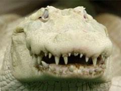 Единственный   «Белый алмаз» умеет щёлкать зубами