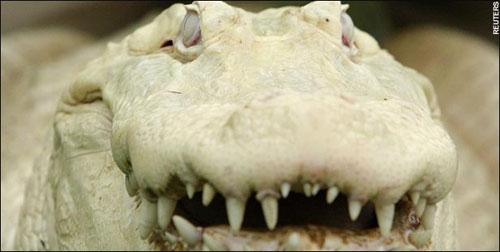 Единственный   «Белый алмаз» умеет щёлкать зубами