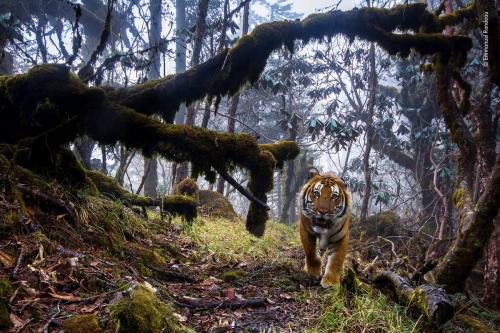 14 невероятных работ с конкурса Wildlife Photographer of the Year 2018