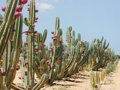 Самые дорогие подарки в мире