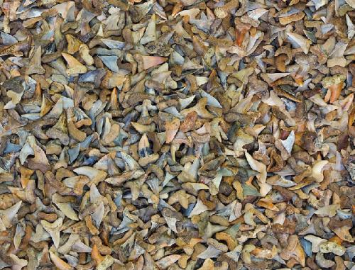 Художник создаёт картины из мусора