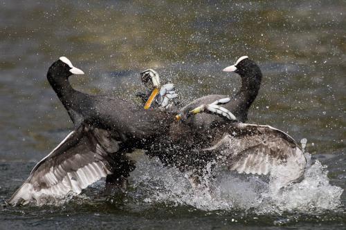 Фотографии диких животных на конкурсе British Wildlife Photography